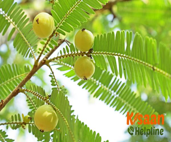 Gooseberry (आंवला) Gooseberry (आंवला)